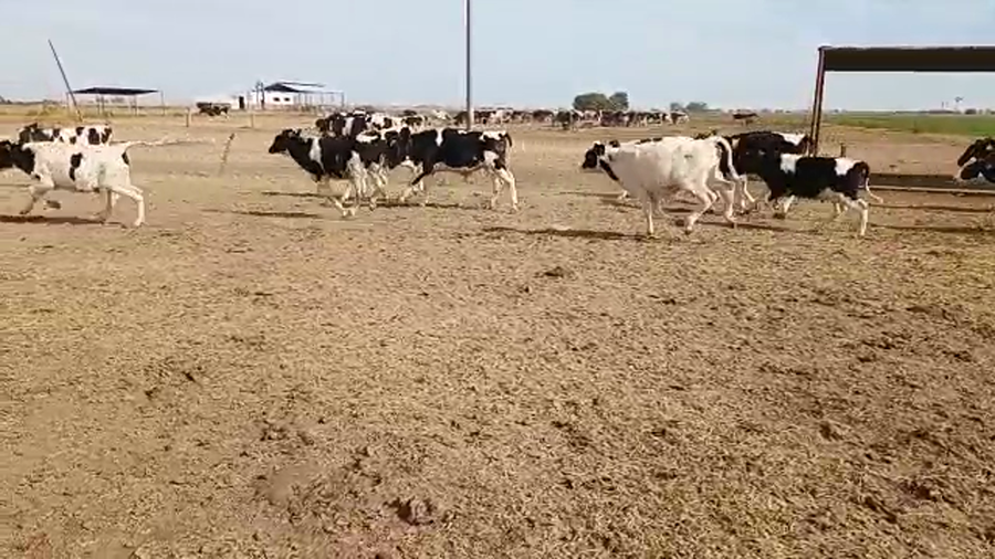 Lote 30 Novillitos Holando Argentino en Brinkmann, Córdoba