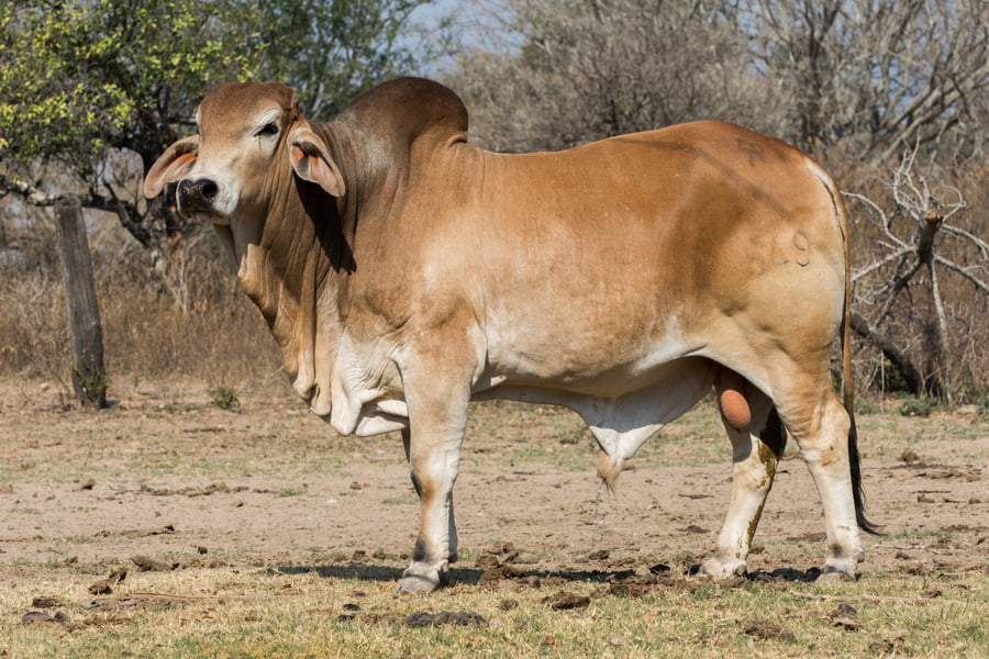 Lote Corral  16 - CABAÑA DON TOMAS