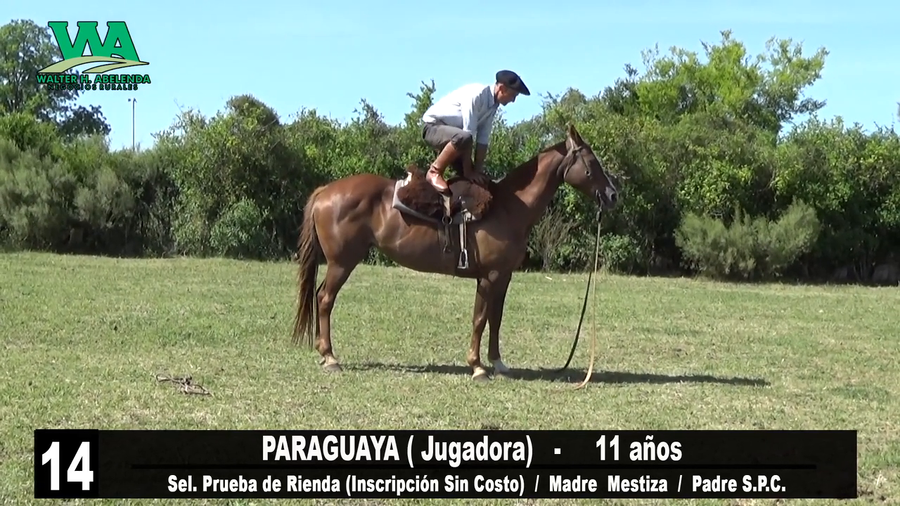 Lote PARAGUAYA