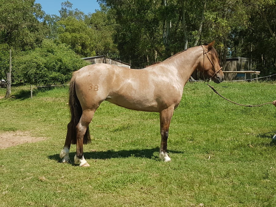 Lote MACEDO MANCHITA OPORTO