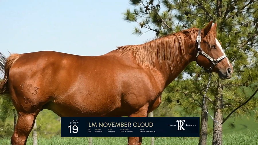 Lote LM NOVEMBER CLOUD