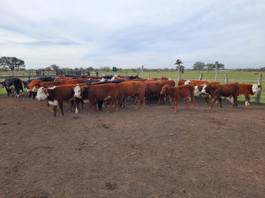 Lote SAENZ VALIENTE, BULLRICH Y Cia. S.A.