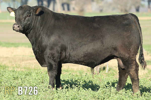 Lote 3 TOROS PUROS DE PEDIGREE