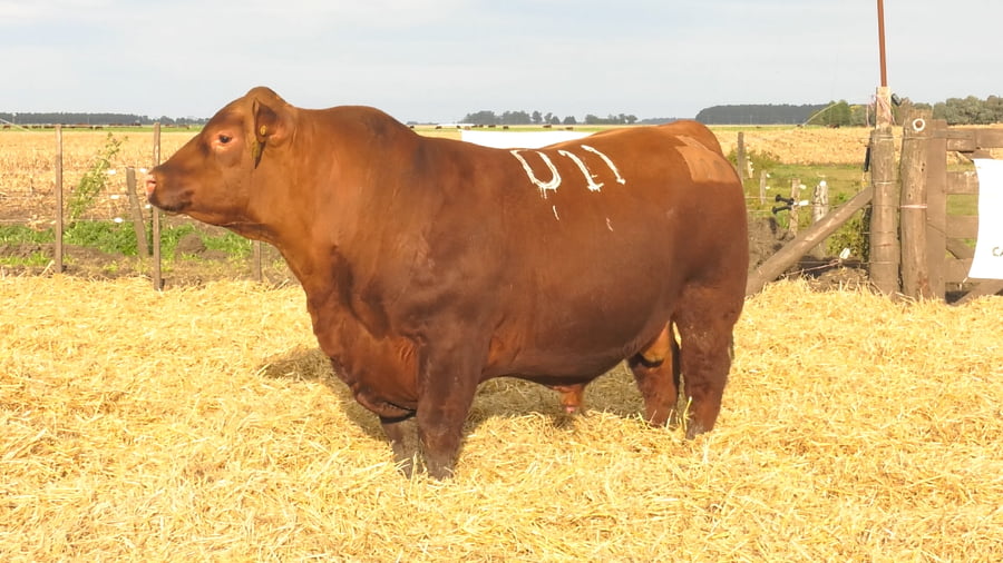 Lote Toros PC Colorados