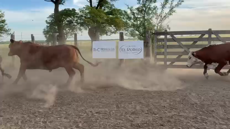 Lote 35 Novillos exportación