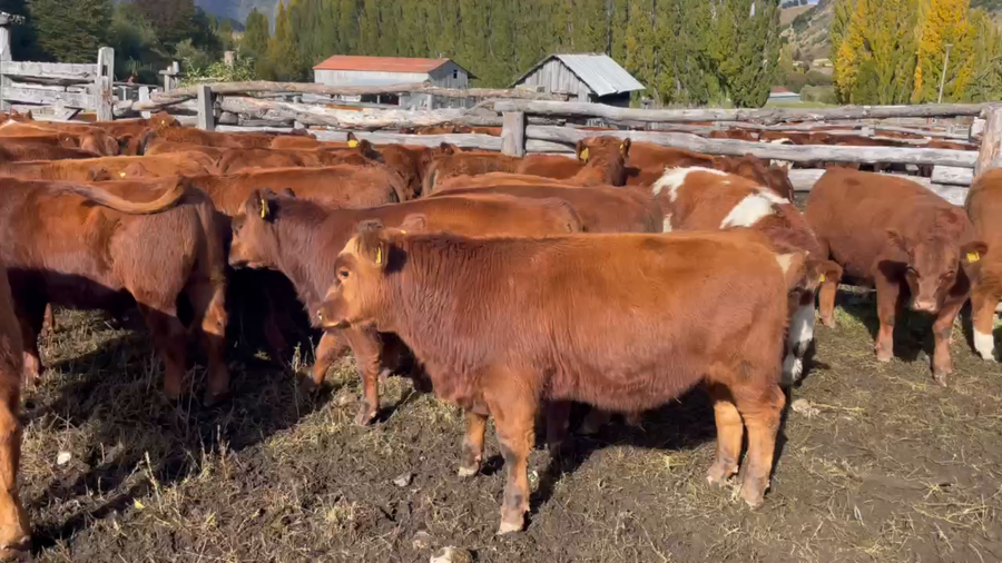 Lote 40 Ternero en Coyhaique, XI Región Aysén