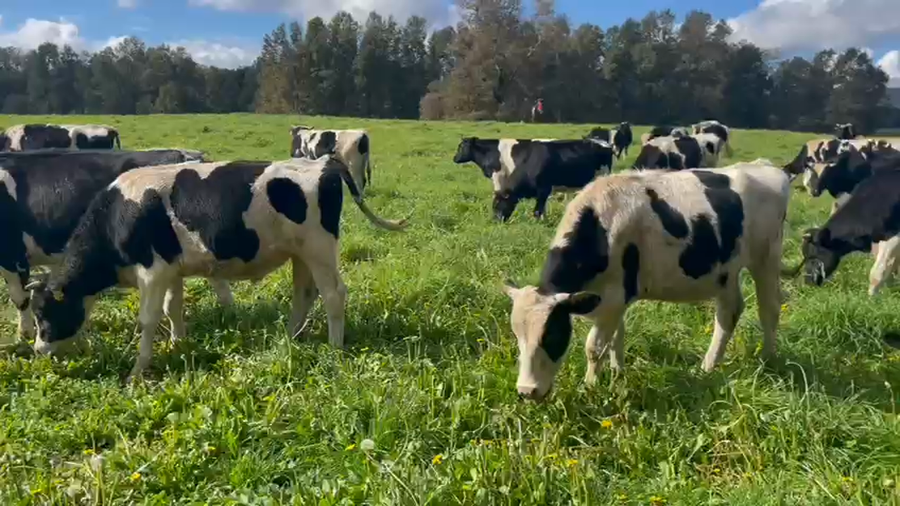 Lote 40 Novillo Engorda, Cunco,, IX Región Araucanía