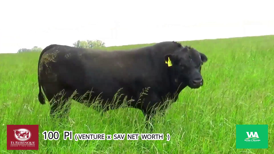 Lote Toros a remate en Angus el Rebenque  en Asociación Rural de Florida