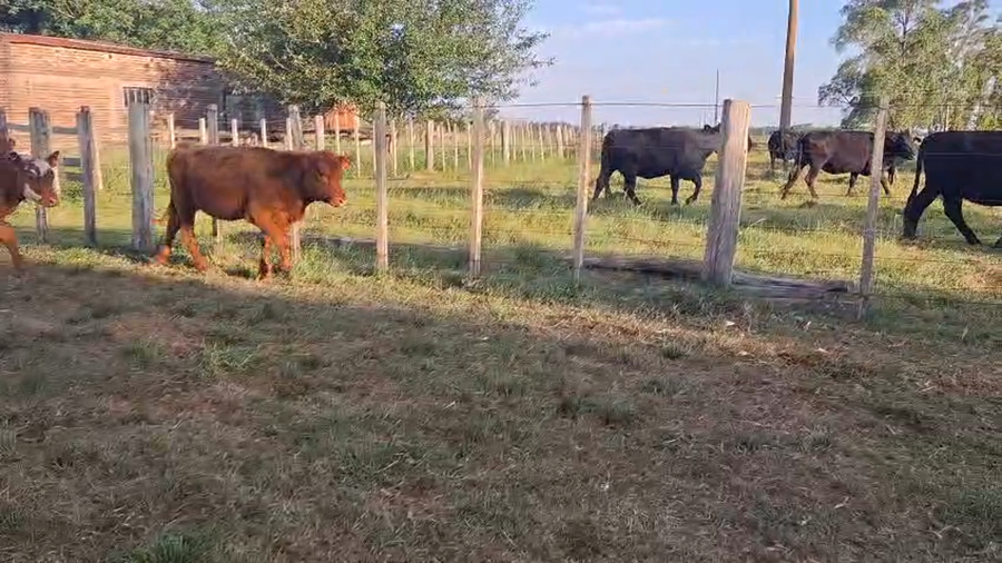 Lote TERNERAS