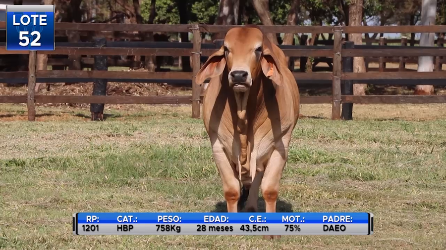 Lote TOROS BRAHMAN  -LOTE 52