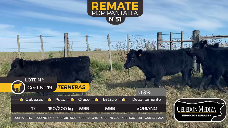 Lote 17 Terneras en Agraciada, Soriano