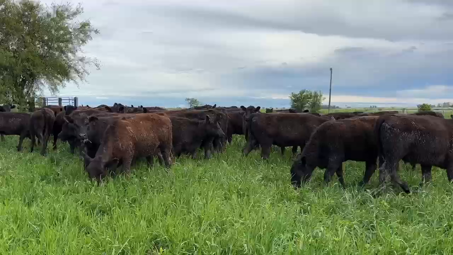 Lote 74 Vaquillonas