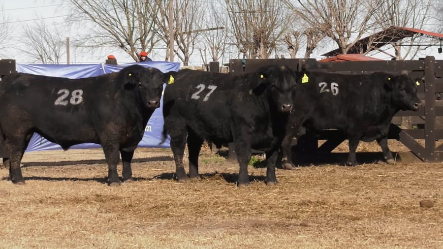 Lote TOROS ANGUS PUROS CONTROLADOS