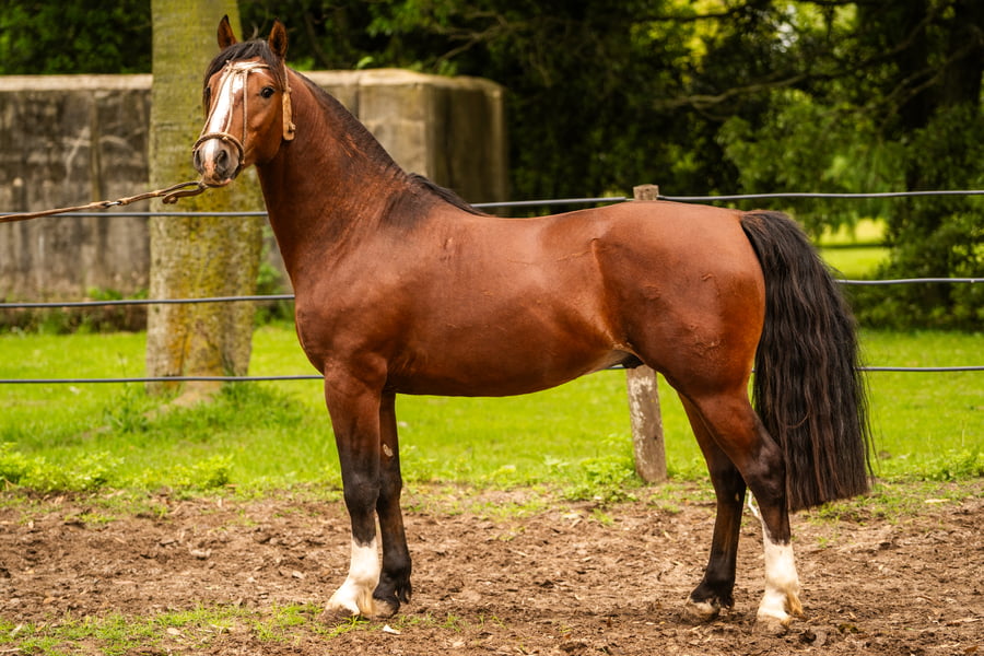 Lote CHARQUE INFIERNO