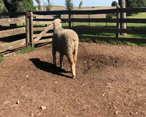 Lote 1 Borregos Planteleros en Cerro Largo, Cerro Largo