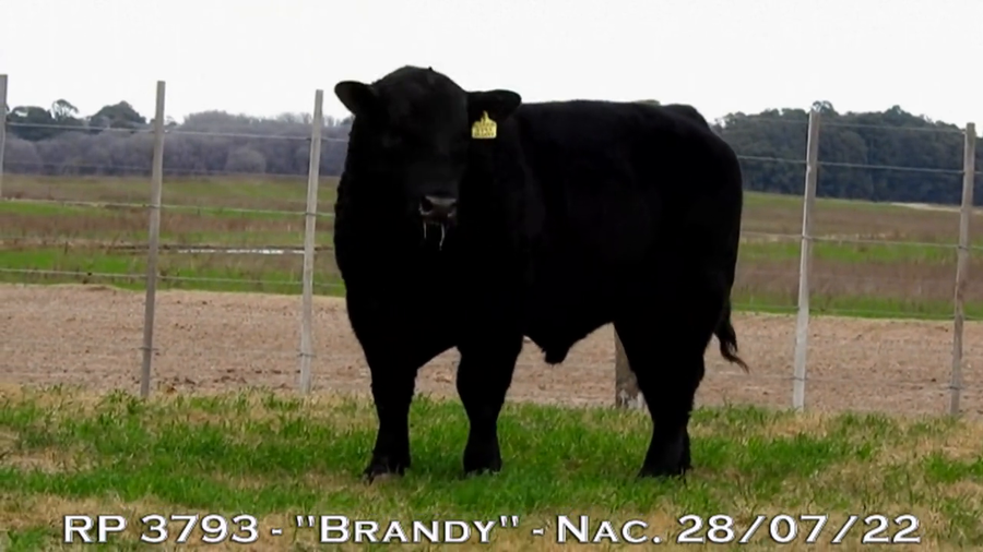 Lote TOROS PUROS DE PEDIGREE