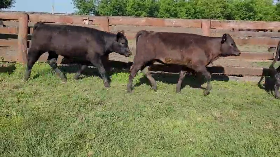 Lote 62 Terneros/as en Entre Ríos, Villaguay