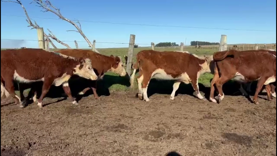 Lote VACAS DE INVERNADA