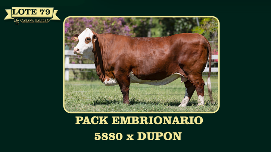 Lote LOTE 79