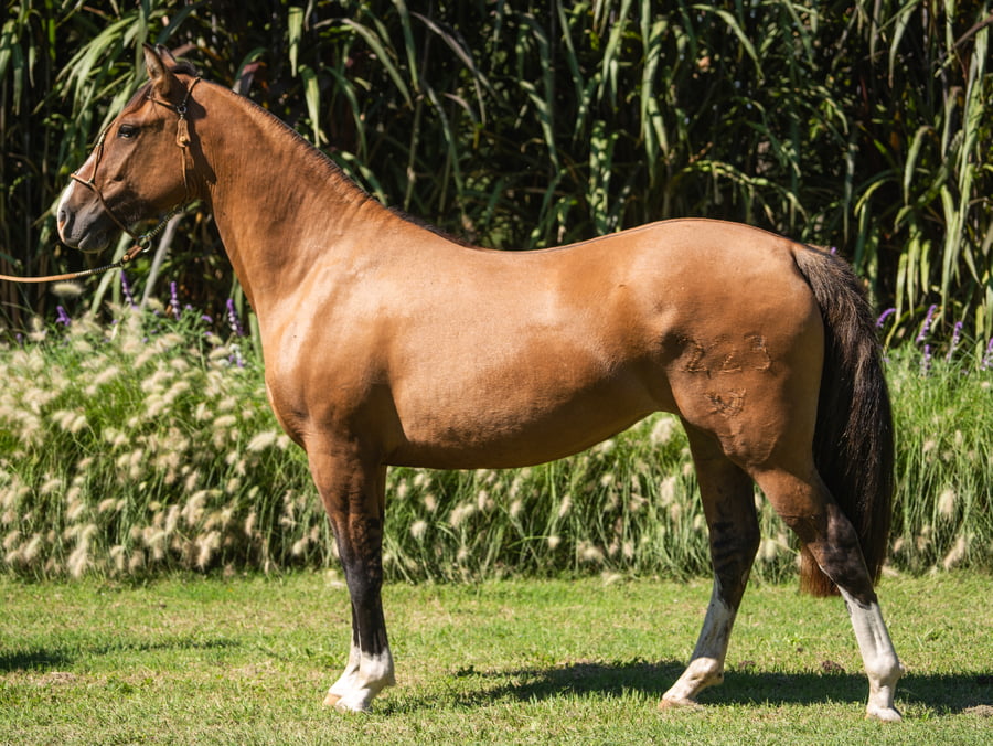 Lote Guirita Jamas Sola