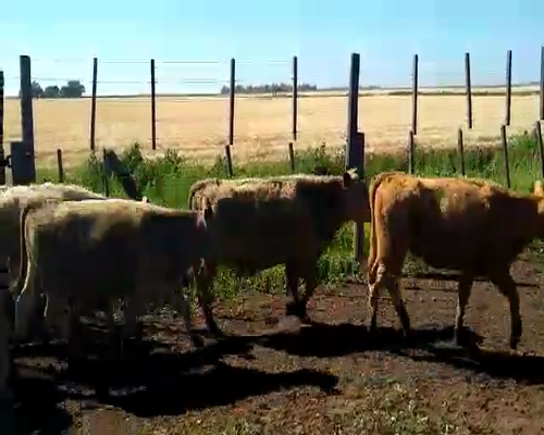 Lote 200 Terneros/as en Buenos Aires, Pehuajó