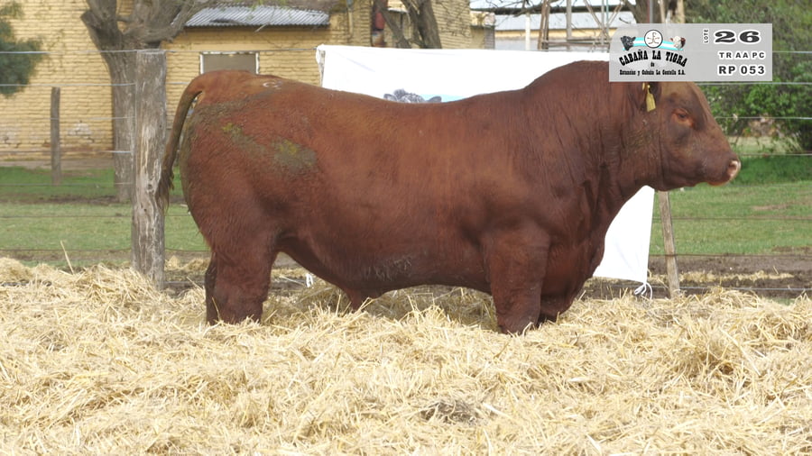 Lote TOROS PUROS CONTROLADOS