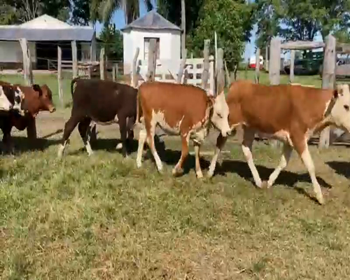 Lote 70 Terneros/as en Mercedes, Corrientes