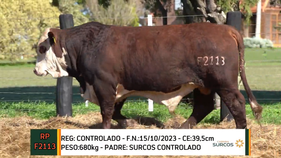 Lote TOROS BRAFORD 2023