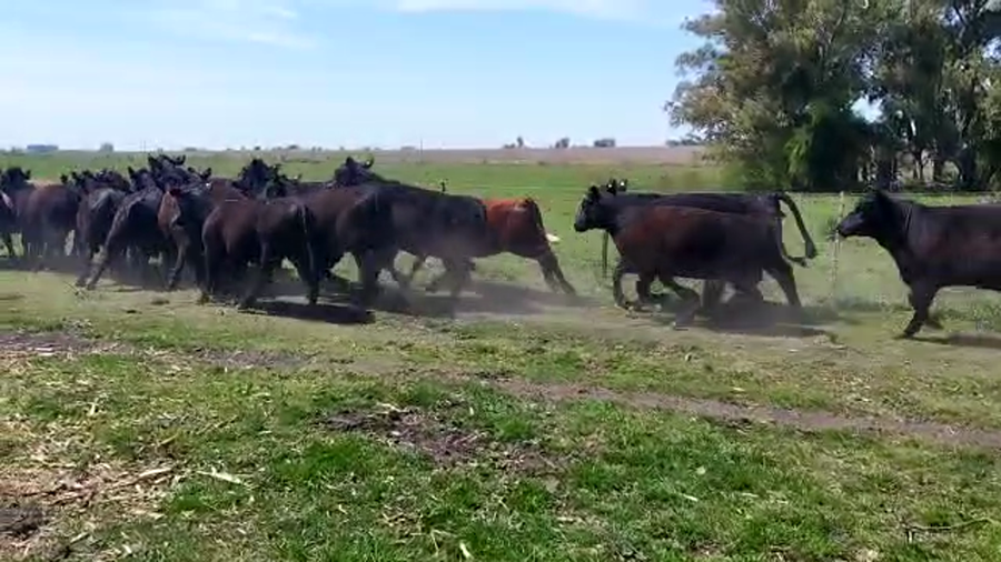 Lote 22 Vaquillonas C/ gtia de preñez en Colón, Entre Ríos