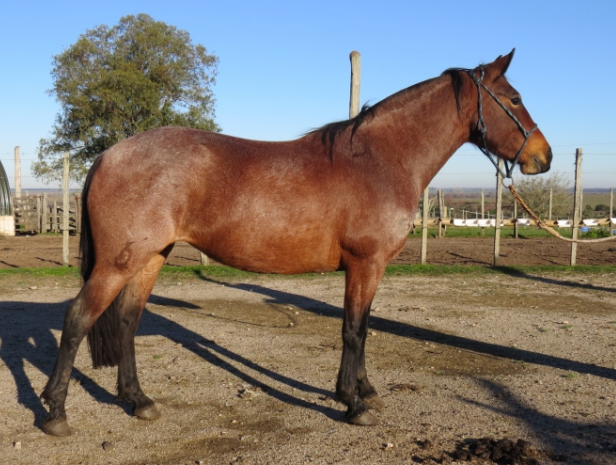 Lote JADE LA FLECHILLA