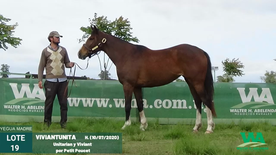 Lote VIVIANTUNITA