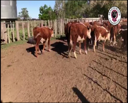 Lote 20 Terneros de 215 Kg