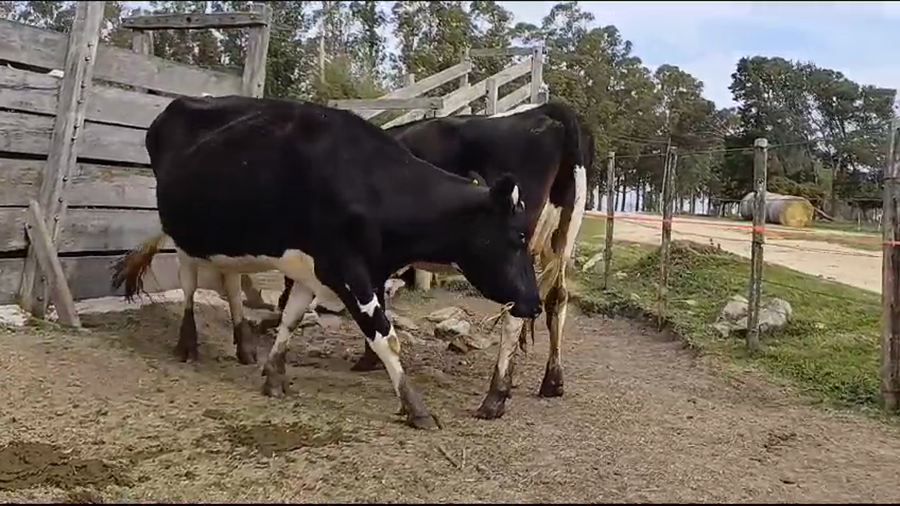 Lote VACAS HOLANDO PREÑADAS