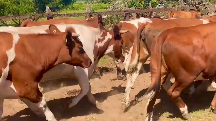 Lote 28 Vaquilla Gorda en XIV Región Los Ríos, Río Bueno