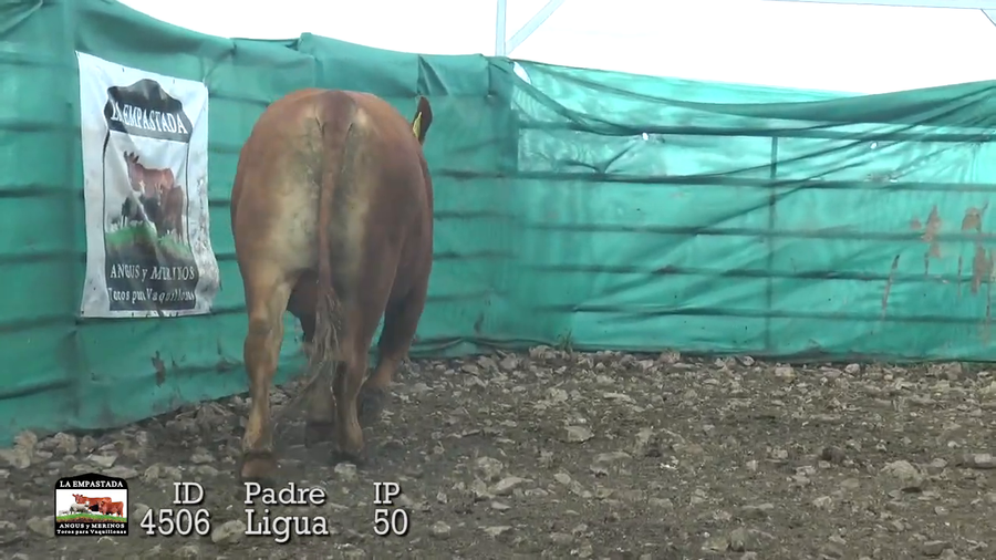 Lote Lote 1