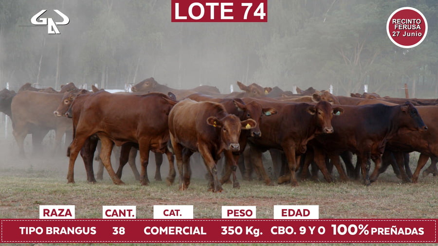 Lote Reproductores de Alborada - Lote 74