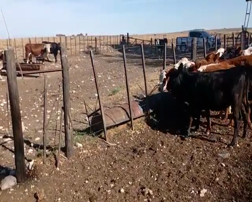 Lote 70 Terneros/as en Buenos Aires, Mayor Buratovich