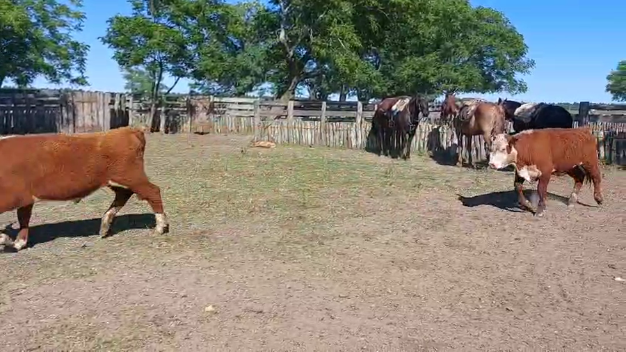 Lote 70 Terneros