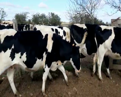 Lote 8 Novillos HOLANDO 290kg - , San José