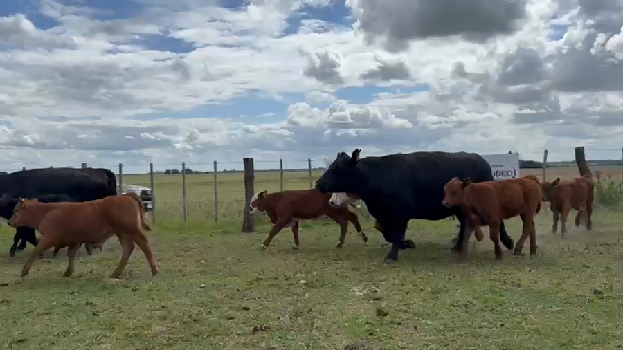 Lote 100 Vacas CUT con cría