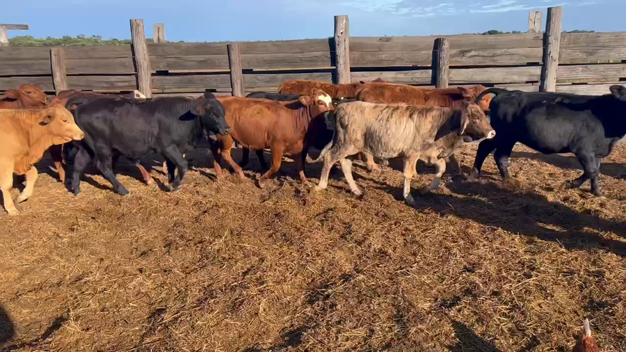 Lote 110 Terneros/as en Juan José Castelli, Chaco