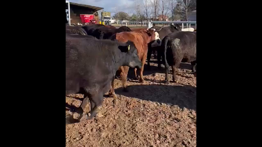 Lote 14 vacas gordas