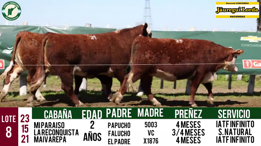 Lote VAQUILLONAS PURAS REGISTRADAS CON GARANTÍA DE PREÑEZ