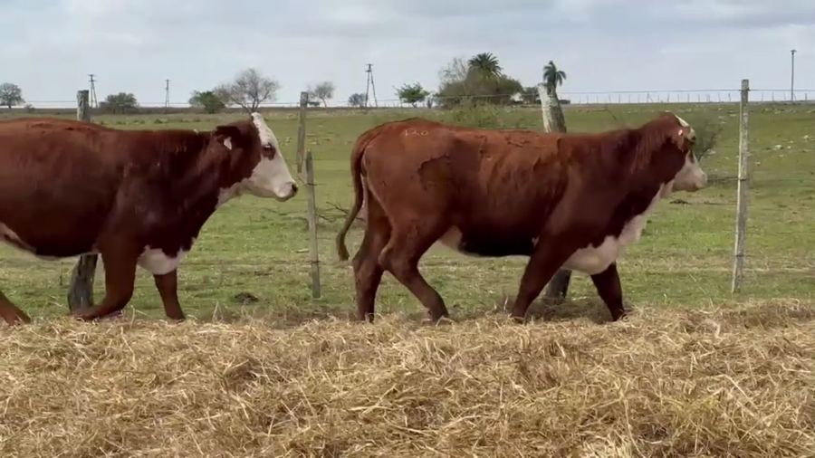 Lote 10 vaquillas Braford BO  para madres de "Olazul S.A."