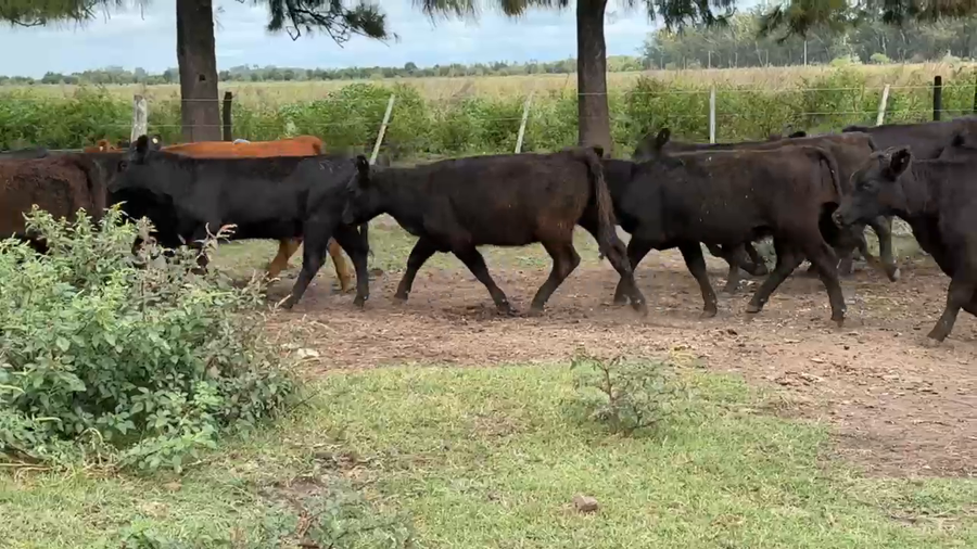 Lote 70 Terneras