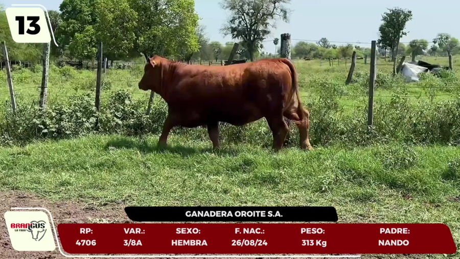 Lote LOTE 13 - JUNIOR