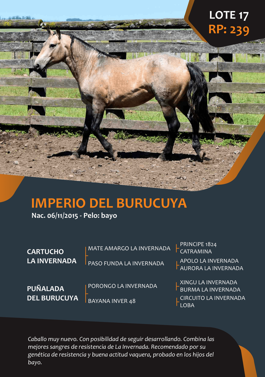 Lote RP 239 - IMPERIO DEL BURUCUYA
