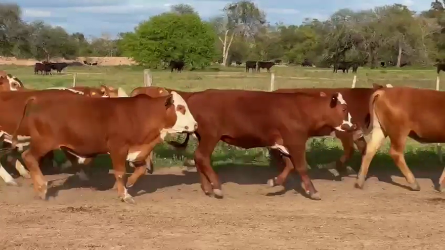 Lote 108 Terneros en Chaco, Villa Berthet