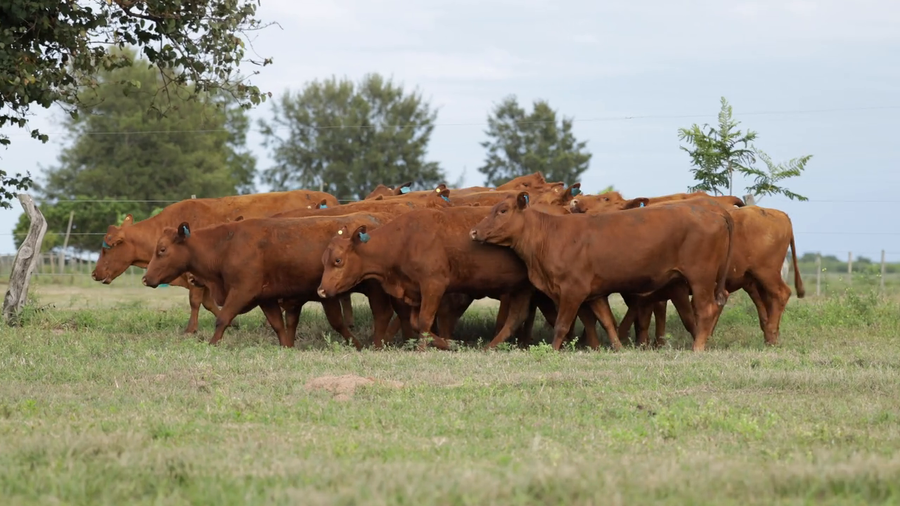 Lote Vaquilla Preñada