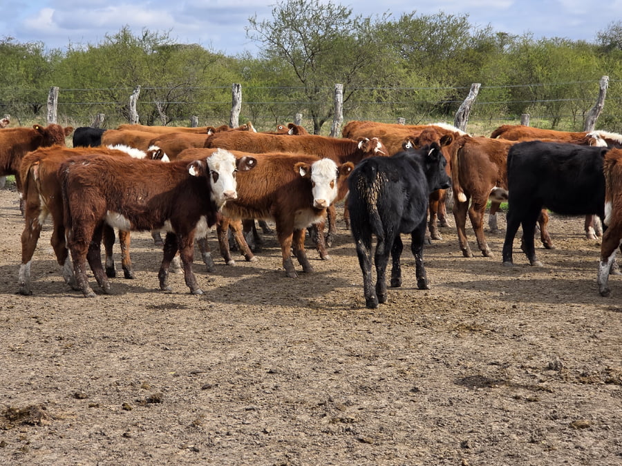 Lote 110 Terneras en Corrientes, Curuzu Cuatia